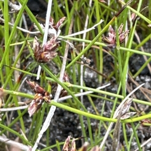 Schoenus nitens at Culburra Beach, NSW - 28 Aug 2023