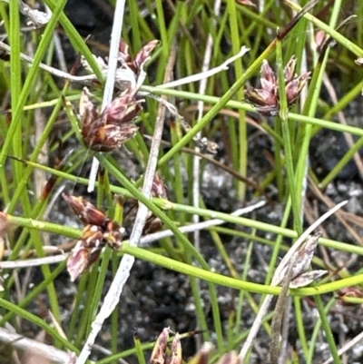 Schoenus nitens (Shiny Bog-rush) at Jervis Bay National Park - 28 Aug 2023 by lbradley