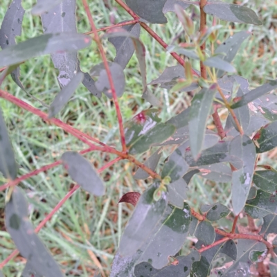Eucalyptus aggregata (Black Gum) at Watson, ACT - 28 Aug 2023 by abread111