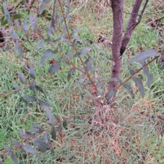 Eucalyptus aggregata at Watson, ACT - 28 Aug 2023 10:47 AM