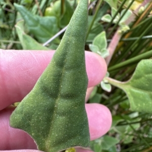 Tetragonia tetragonoides at Culburra Beach, NSW - 28 Aug 2023