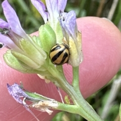 Micraspis frenata (Striped Ladybird) at Culburra Beach, NSW - 28 Aug 2023 by lbradley