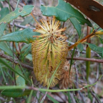 Banksia paludosa (Swamp Banksia) at Jervis Bay National Park - 7 Jun 2023 by RobG1