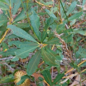 Banksia paludosa at Vincentia, NSW - 8 Jun 2023