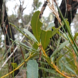 Banksia paludosa at Vincentia, NSW - 8 Jun 2023