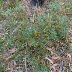 Banksia paludosa at Vincentia, NSW - 8 Jun 2023