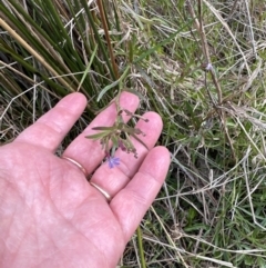 Lobelia anceps at Culburra Beach, NSW - 28 Aug 2023