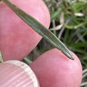 Lobelia anceps at Culburra Beach, NSW - 28 Aug 2023