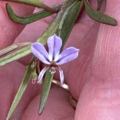 Lobelia anceps at Culburra Beach, NSW - 28 Aug 2023