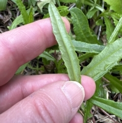 Senecio minimus at Culburra Beach, NSW - 28 Aug 2023 by lbradley