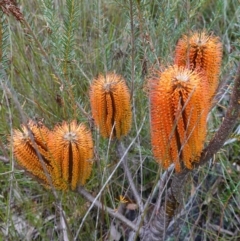 Banksia ericifolia subsp. ericifolia (Heath-leaved Banksia) at Huskisson, NSW - 8 Jun 2023 by RobG1