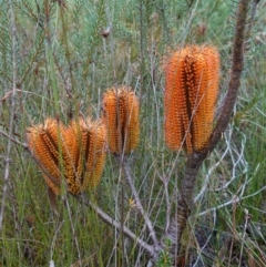 Banksia ericifolia subsp. ericifolia at Huskisson, NSW - 8 Jun 2023 09:57 AM