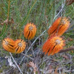 Banksia ericifolia subsp. ericifolia at Huskisson, NSW - 8 Jun 2023