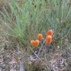 Banksia ericifolia subsp. ericifolia at Huskisson, NSW - 8 Jun 2023