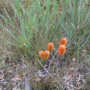 Banksia ericifolia subsp. ericifolia at Huskisson, NSW - 8 Jun 2023 09:57 AM