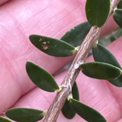 Monotoca elliptica (Tree Broom-heath) at Culburra Beach - Lake Wollumboola Bushcare - 28 Aug 2023 by lbradley