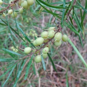 Persoonia linearis at Huskisson, NSW - suppressed