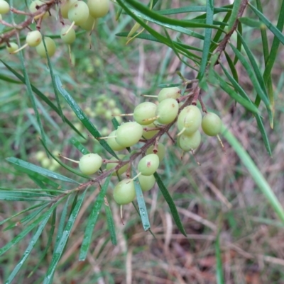 Persoonia linearis (Narrow-leaved Geebung) at Jervis Bay National Park - 8 Jun 2023 by RobG1