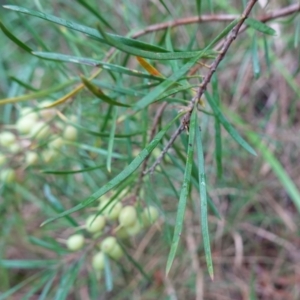 Persoonia linearis at Huskisson, NSW - suppressed