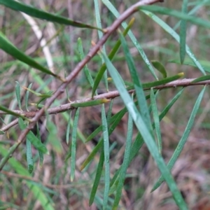 Persoonia linearis at Huskisson, NSW - suppressed