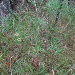 Persoonia linearis at Huskisson, NSW - suppressed