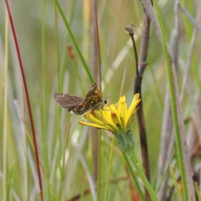 Atkinsia dominula (Two-brand grass-skipper) at Namadgi National Park - 26 Mar 2023 by RAllen