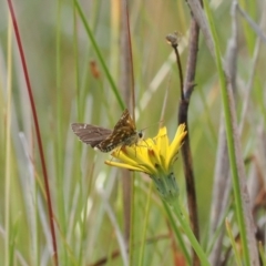 Atkinsia dominula (Two-brand grass-skipper) at Rendezvous Creek, ACT - 26 Mar 2023 by RAllen