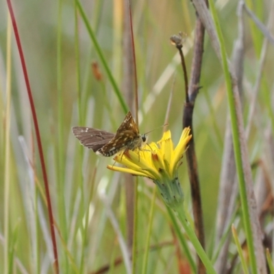 Atkinsia dominula (Two-brand grass-skipper) at Rendezvous Creek, ACT - 26 Mar 2023 by RAllen
