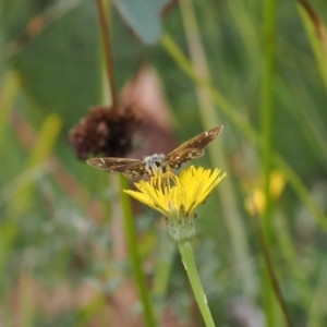 Atkinsia dominula at Rendezvous Creek, ACT - 26 Mar 2023