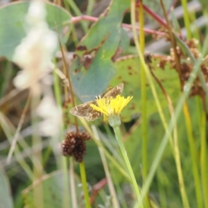 Atkinsia dominula at Rendezvous Creek, ACT - 26 Mar 2023