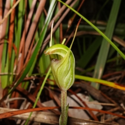 Pterostylis concinna (Trim Greenhood) at Vincentia, NSW - 8 Jun 2023 by RobG1
