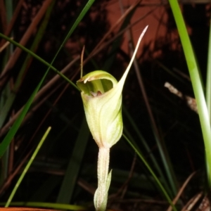 Pterostylis concinna at Vincentia, NSW - suppressed