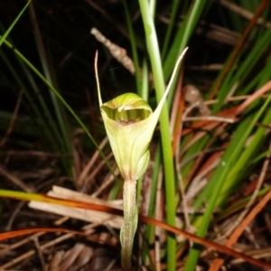 Pterostylis concinna at Vincentia, NSW - suppressed