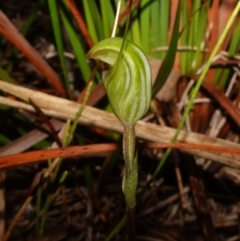 Pterostylis concinna at Vincentia, NSW - suppressed