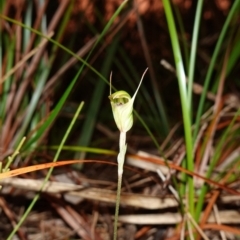 Pterostylis concinna at Vincentia, NSW - 8 Jun 2023