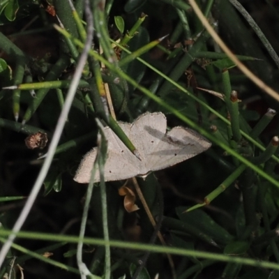 Casbia ochthadia (Mountain Casbia) at Namadgi National Park - 26 Mar 2023 by RAllen