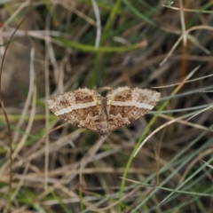 Chrysolarentia vicissata (Vicissata Carpet) at Namadgi National Park - 26 Mar 2023 by RAllen