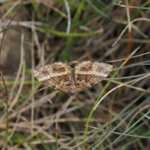 Chrysolarentia vicissata at Rendezvous Creek, ACT - 26 Mar 2023