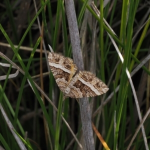 Chrysolarentia vicissata at Rendezvous Creek, ACT - 26 Mar 2023 04:21 PM