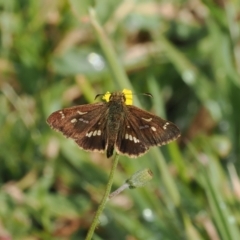 Dispar compacta (Barred Skipper) at Namadgi National Park - 26 Mar 2023 by RAllen