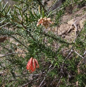 Grevillea juniperina subsp. fortis at Wallaroo, NSW - 28 Aug 2023
