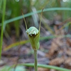 Pterostylis concinna (Trim Greenhood) at Berry, NSW - 9 Jun 2023 by RobG1