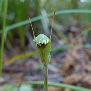 Pterostylis concinna at Berry, NSW - suppressed