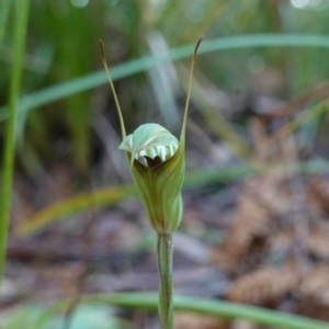 Pterostylis concinna at Berry, NSW - 9 Jun 2023