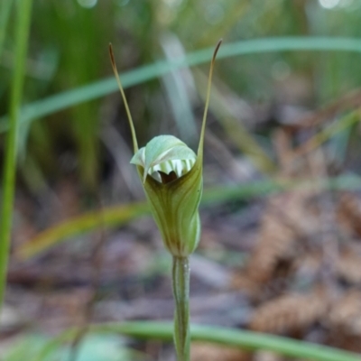 Pterostylis concinna (Trim Greenhood) at Berry, NSW - 9 Jun 2023 by RobG1