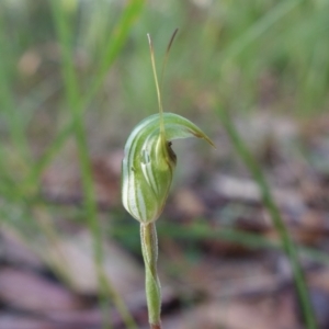 Pterostylis concinna at Berry, NSW - suppressed