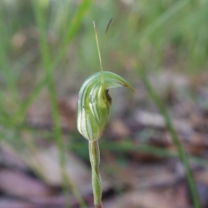 Pterostylis concinna at Berry, NSW - 9 Jun 2023