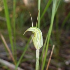 Pterostylis concinna at Berry, NSW - 9 Jun 2023