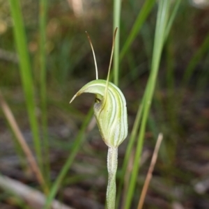 Pterostylis concinna at Berry, NSW - 9 Jun 2023