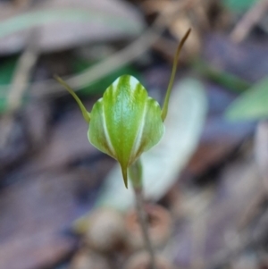 Pterostylis concinna at Berry, NSW - 9 Jun 2023